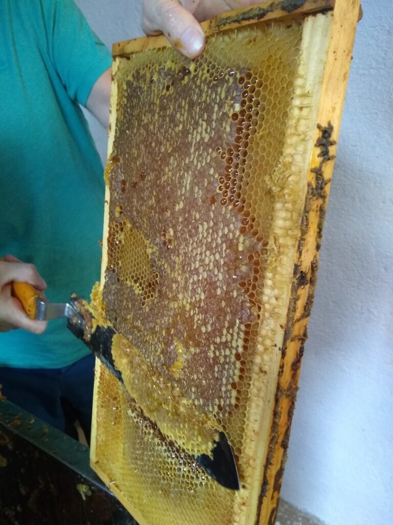 Proyecto Apicola Ayun